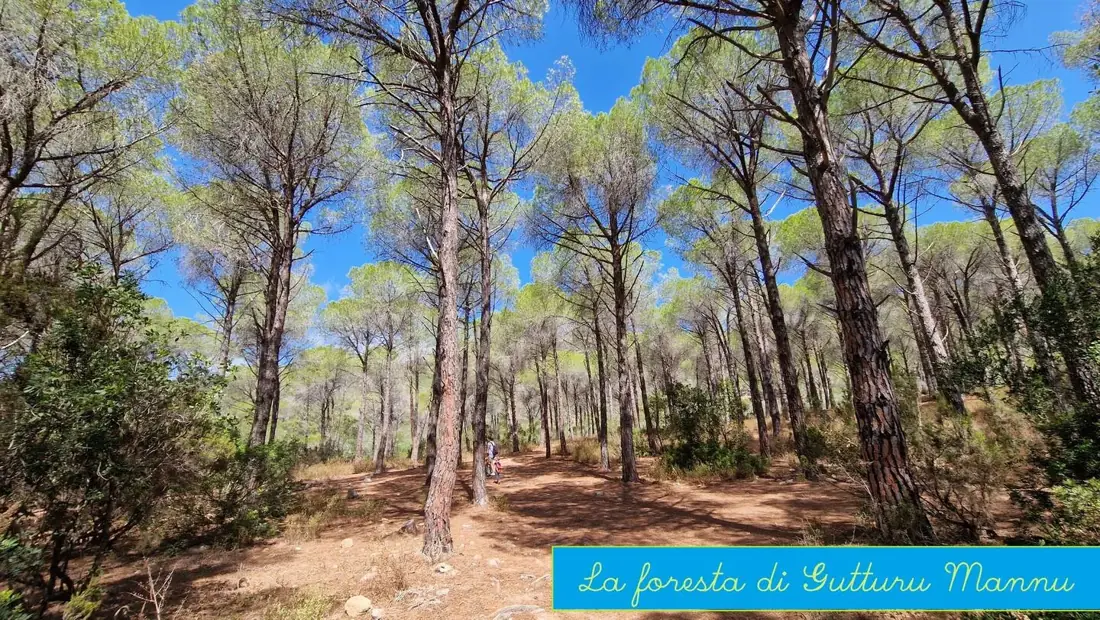 La Pinta — dell'annuncio